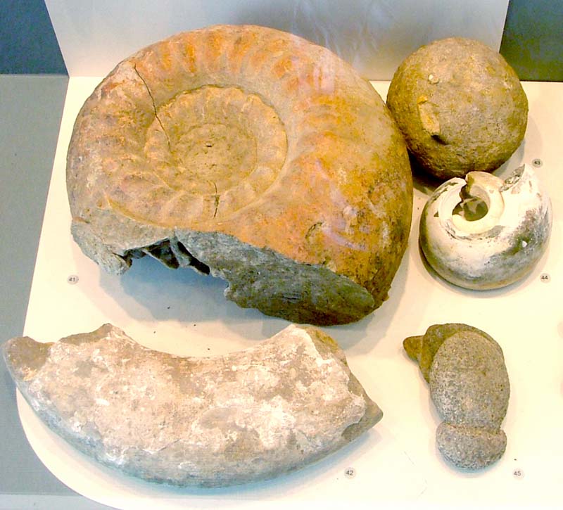 Cadoceras Elatmae и другие ископаемые. Фото Н.Жалненкова.